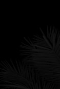a black and white photo of a palm tree