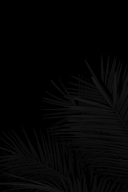 a black and white photo of a palm tree