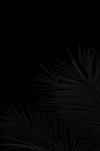 a black and white photo of a palm tree