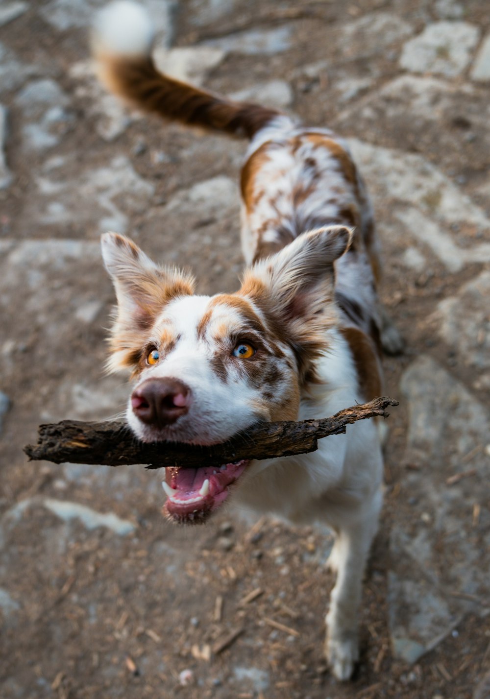 a dog holding a stick in its mouth