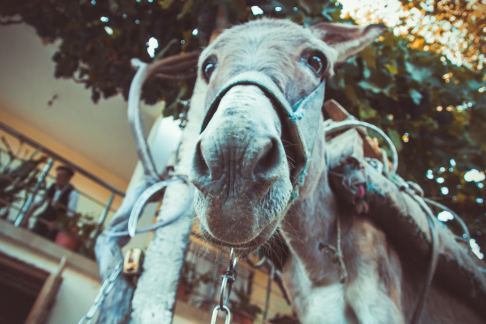a close up of a donkey with a harness on