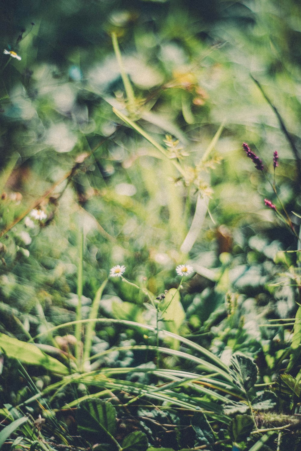 a close up of a field with grass and flowers