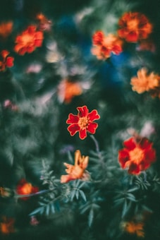 Vibrant red and orange flowers with soft, blurred backgrounds create a dreamy effect. The focal point is a single flower in the foreground, with petals sharply contrasted against a dark green backdrop.