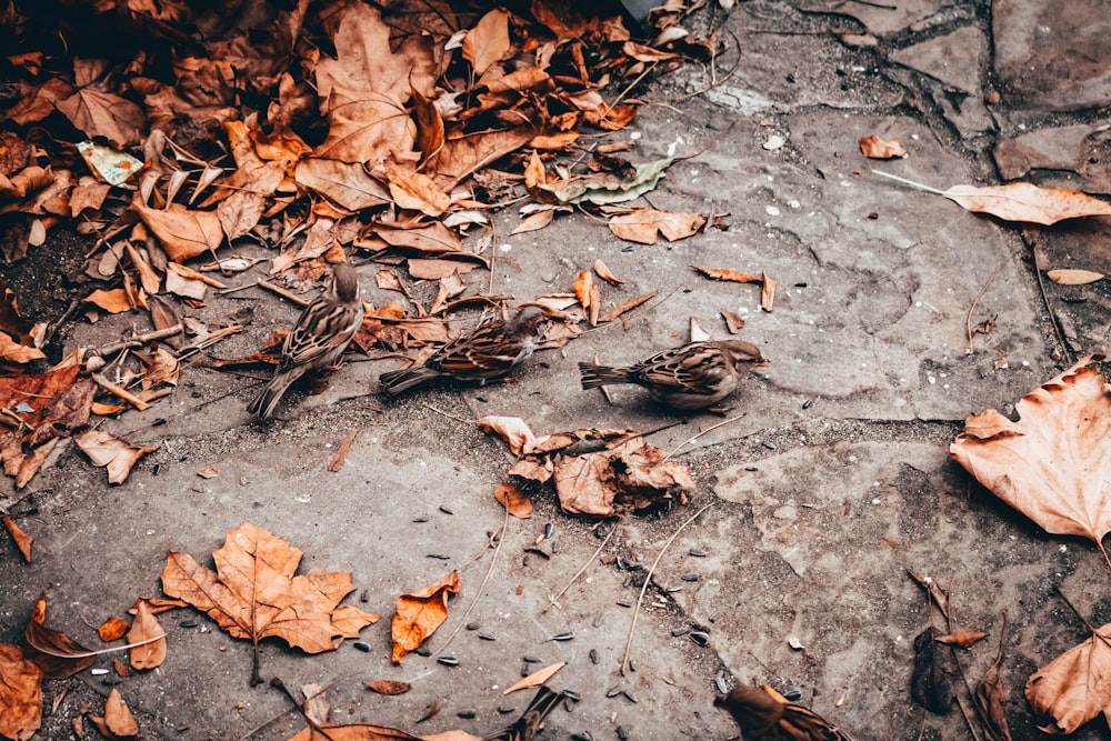 a bunch of leaves that are on the ground