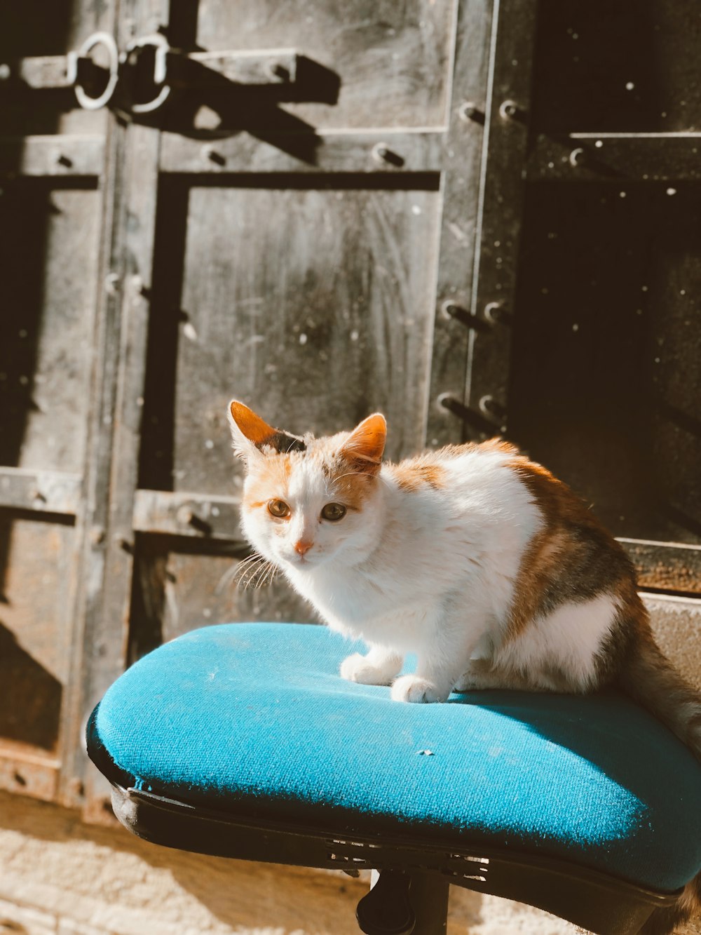 a cat sitting on top of a blue chair
