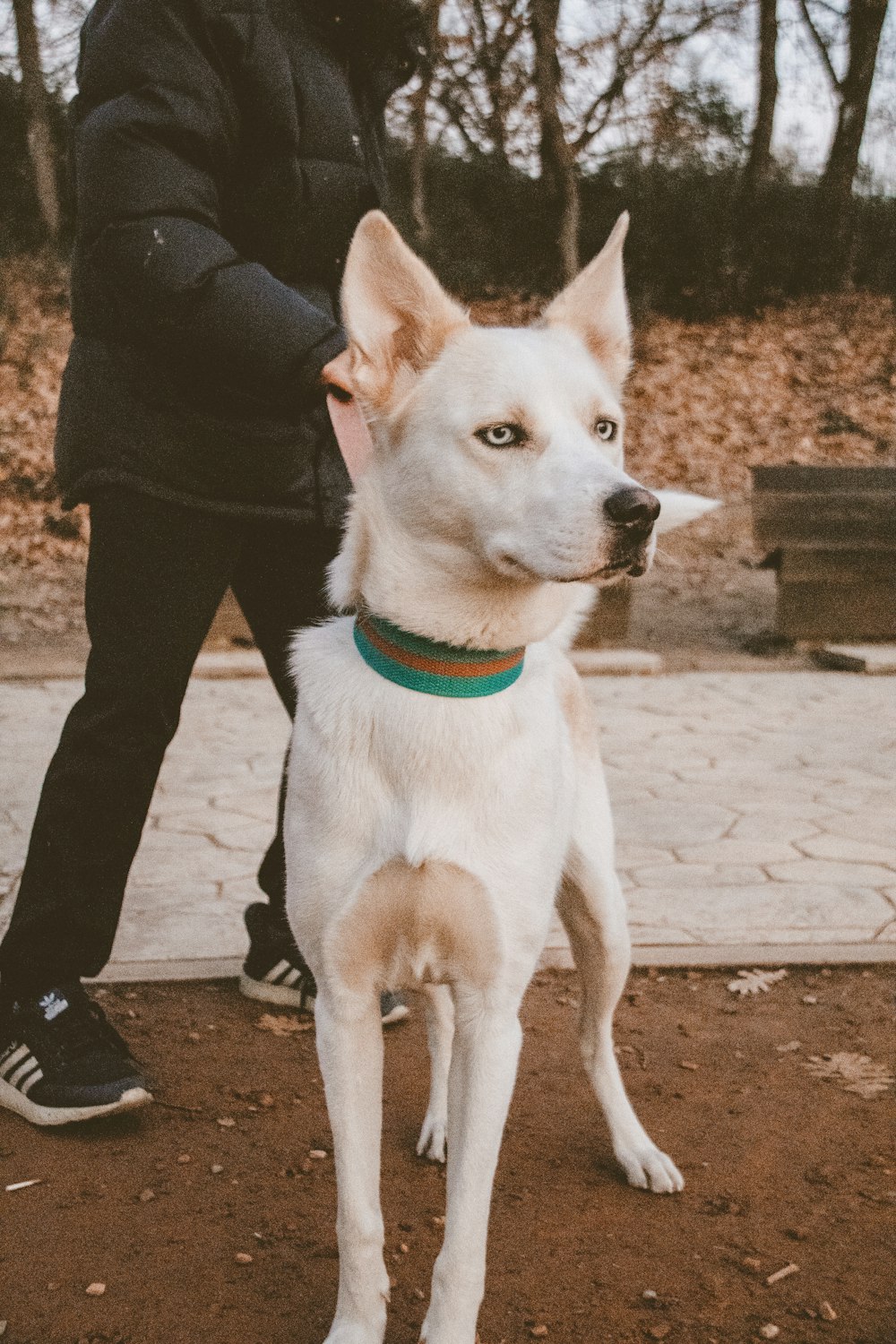 a white dog standing on top of a sidewalk