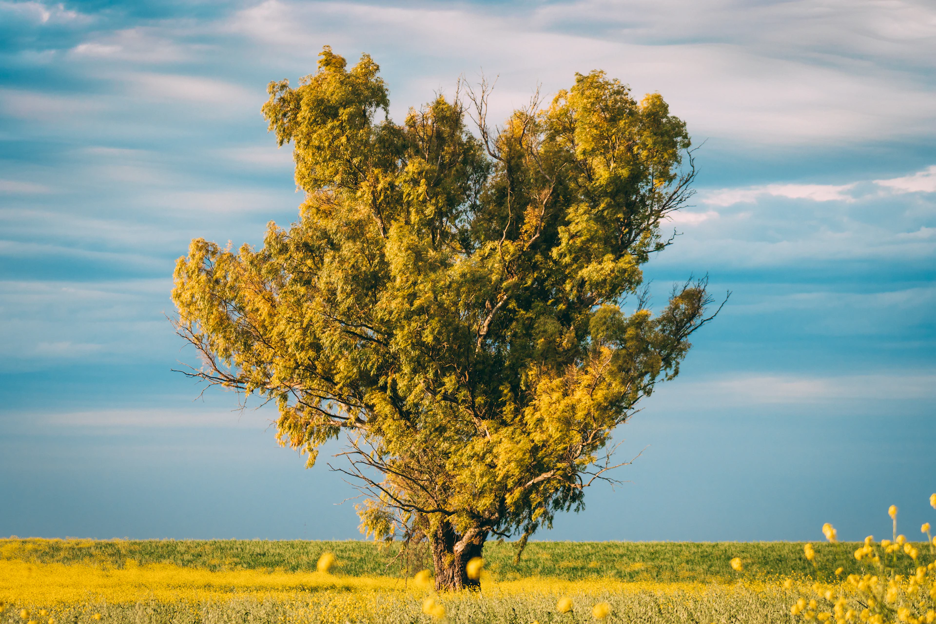a lone tree in a field of yellow flowers
