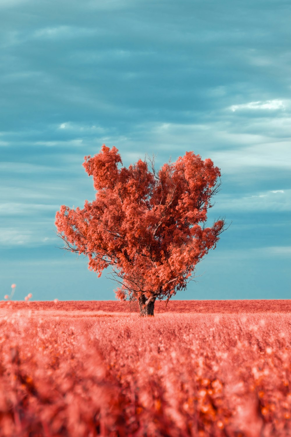 a lone tree in a field with a blue sky in the background