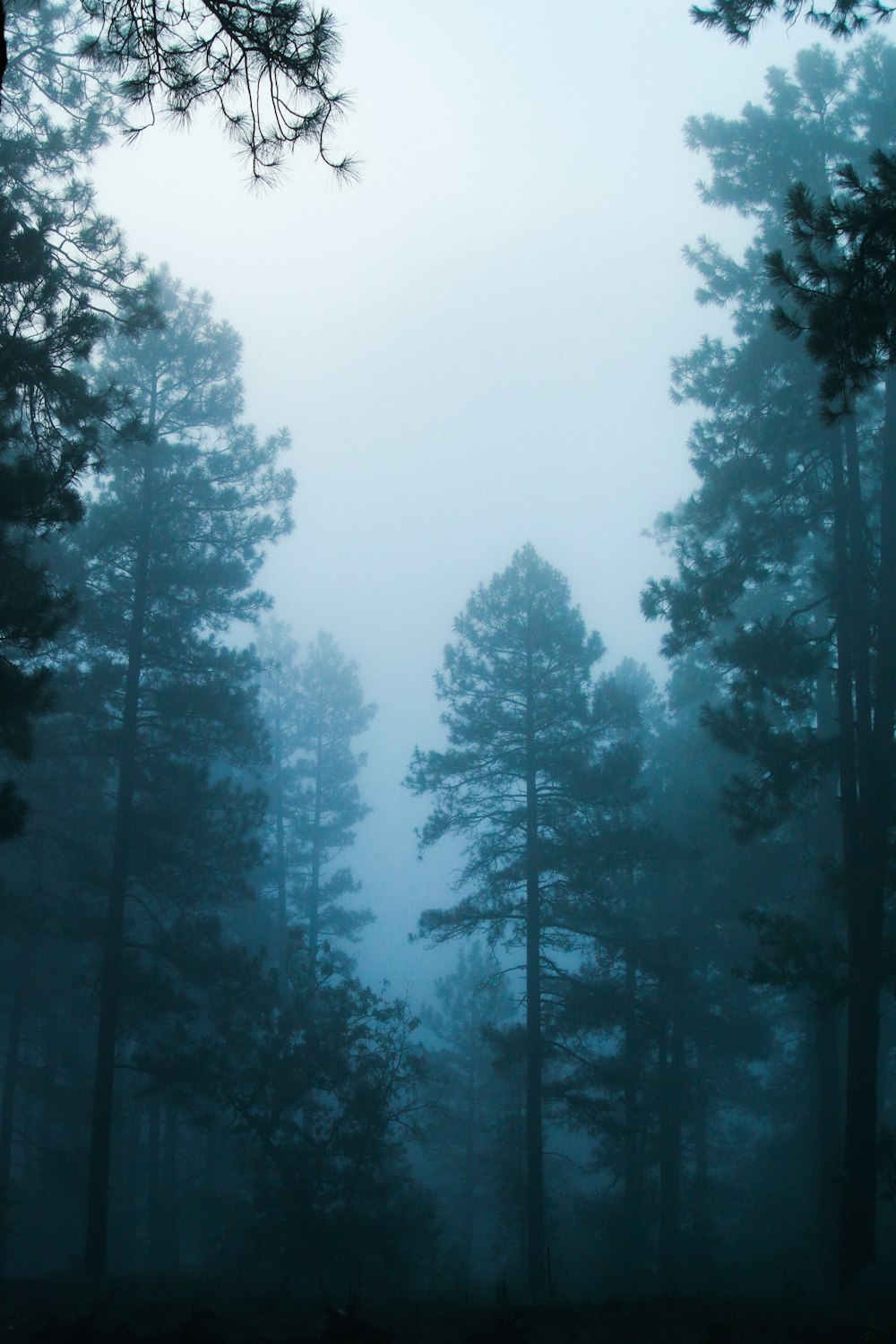 a foggy forest filled with lots of trees