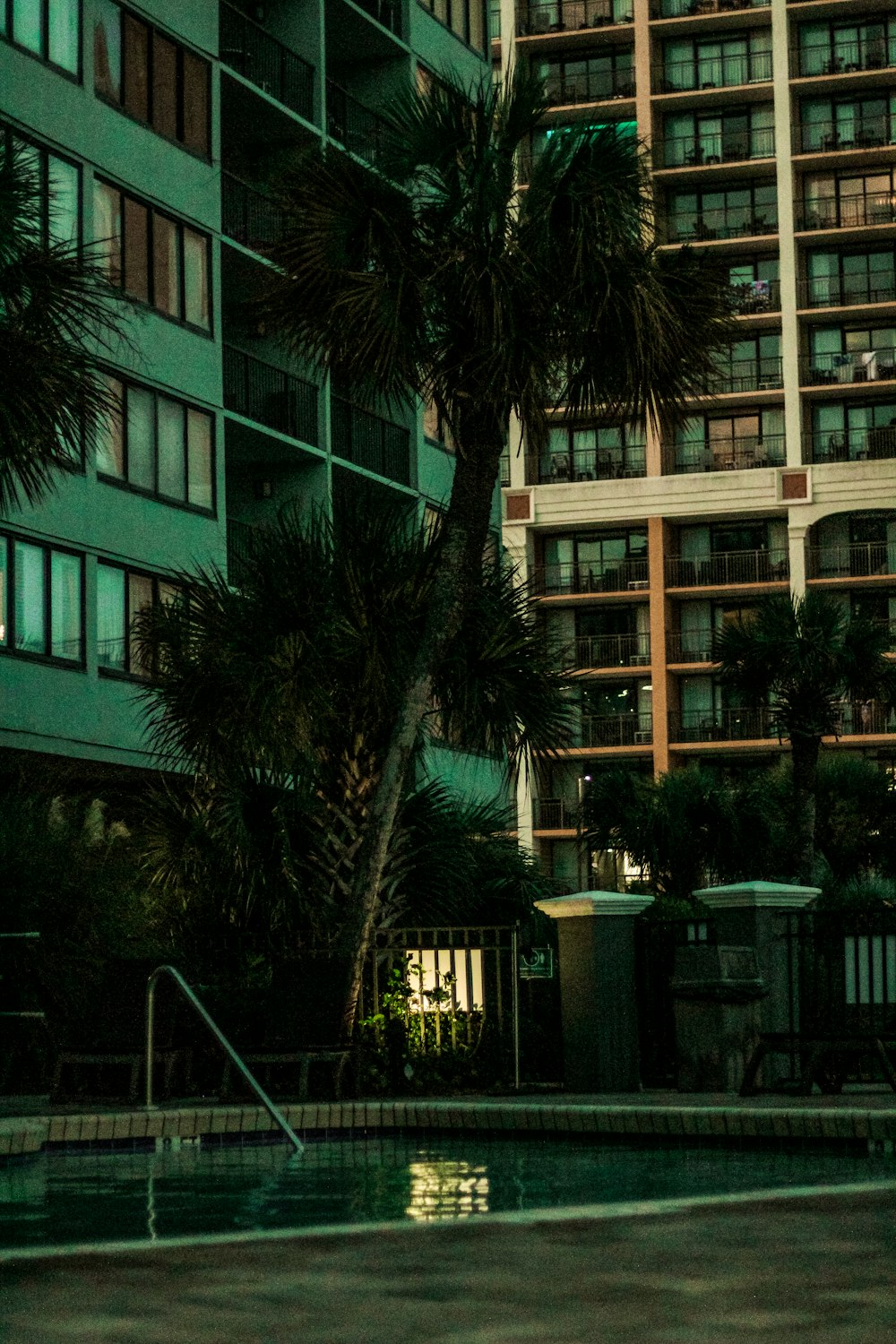 a palm tree next to a swimming pool