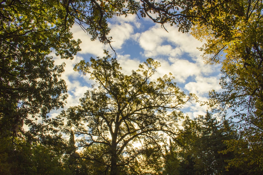 a group of trees that are next to each other