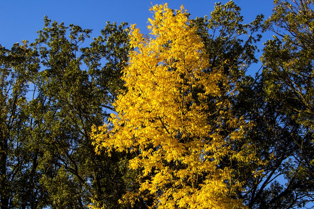 a tree with yellow leaves and a blue sky in the background