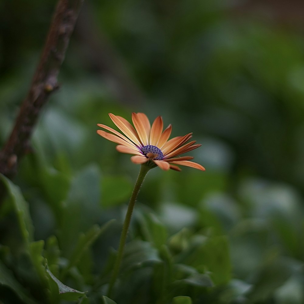 a single orange flower with a blue center