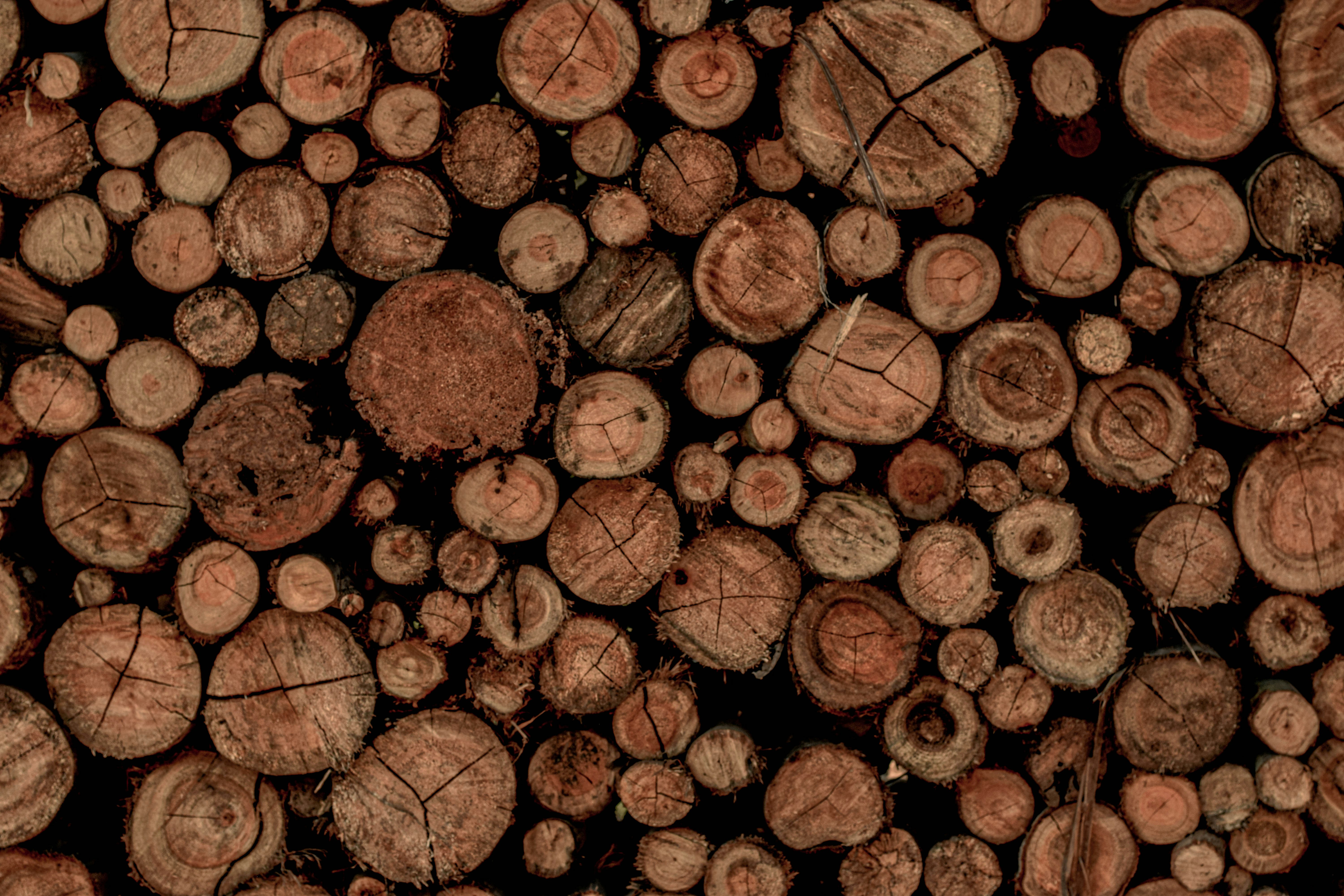 Photo by daizapelini