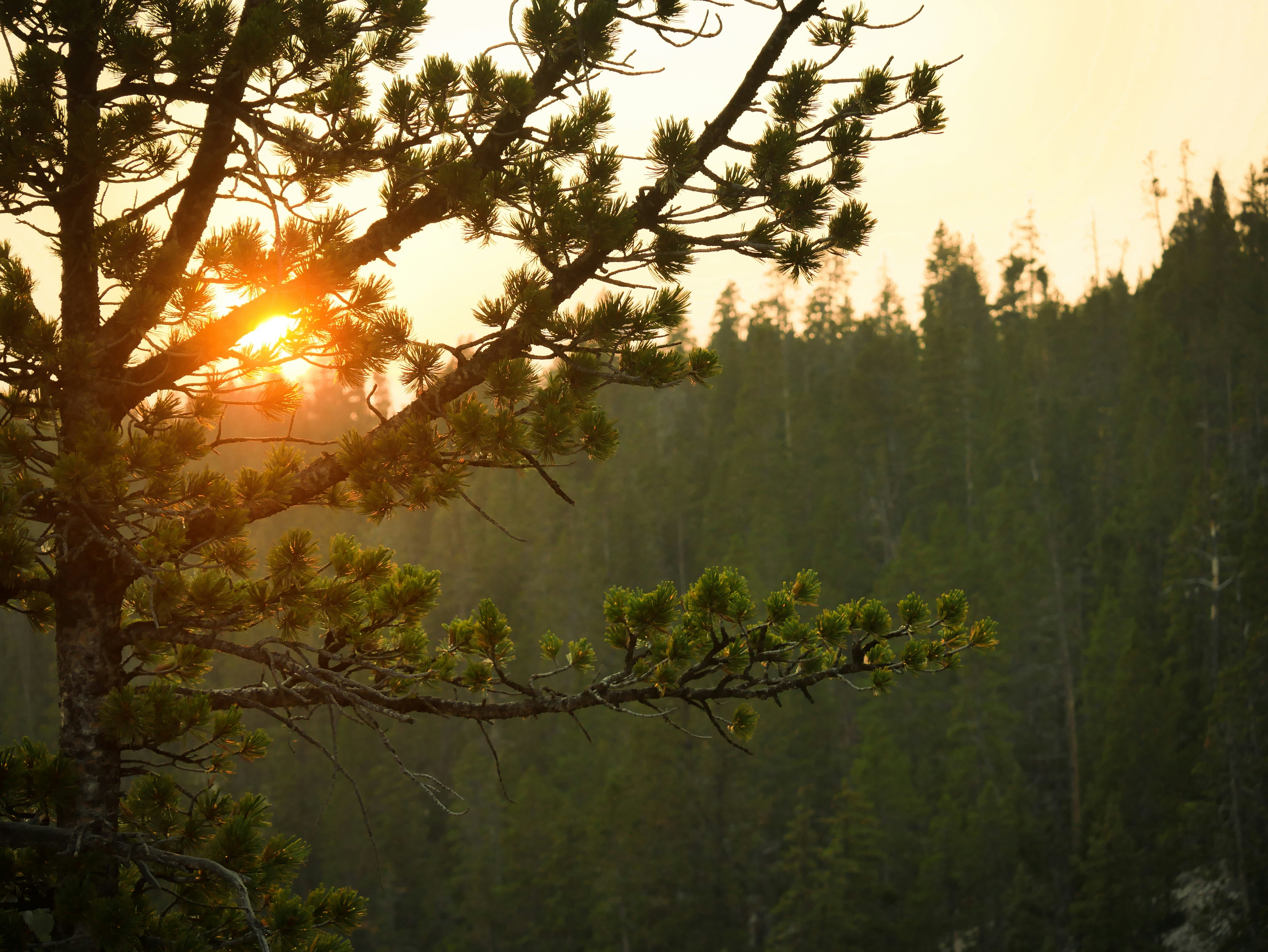 Photo by somepineaple