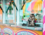 A fluffy, long-haired cat sits on the counter of a colorful food stand. The stand features bright signage with playful, pastel colors. The cat seems to be gazing out, appearing calm and composed amidst the vibrant setting.