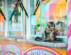 A fluffy, long-haired cat sits on the counter of a colorful food stand. The stand features bright signage with playful, pastel colors. The cat seems to be gazing out, appearing calm and composed amidst the vibrant setting.