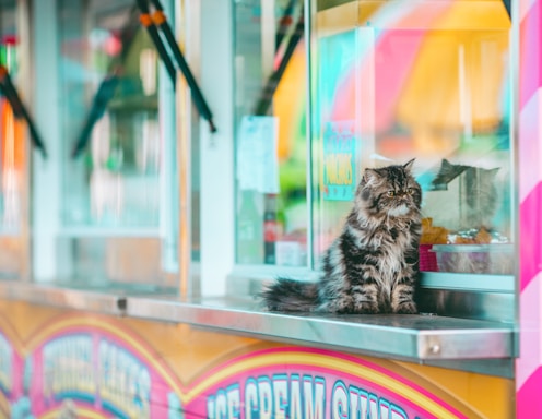 A fluffy, long-haired cat sits on the counter of a colorful food stand. The stand features bright signage with playful, pastel colors. The cat seems to be gazing out, appearing calm and composed amidst the vibrant setting.