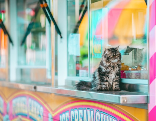 A fluffy, long-haired cat sits on the counter of a colorful food stand. The stand features bright signage with playful, pastel colors. The cat seems to be gazing out, appearing calm and composed amidst the vibrant setting.