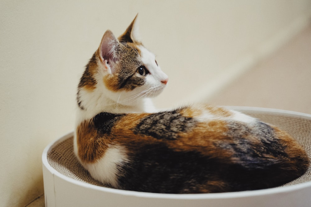 a calico cat sitting in a white bowl