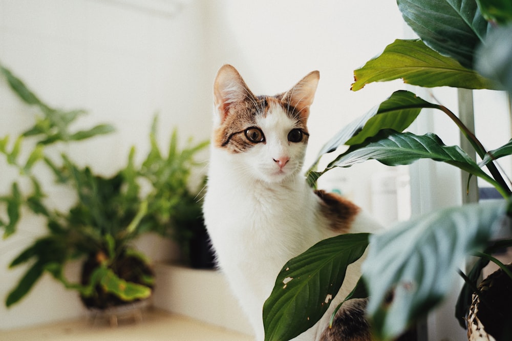 a cat sitting on a counter next to a potted plant