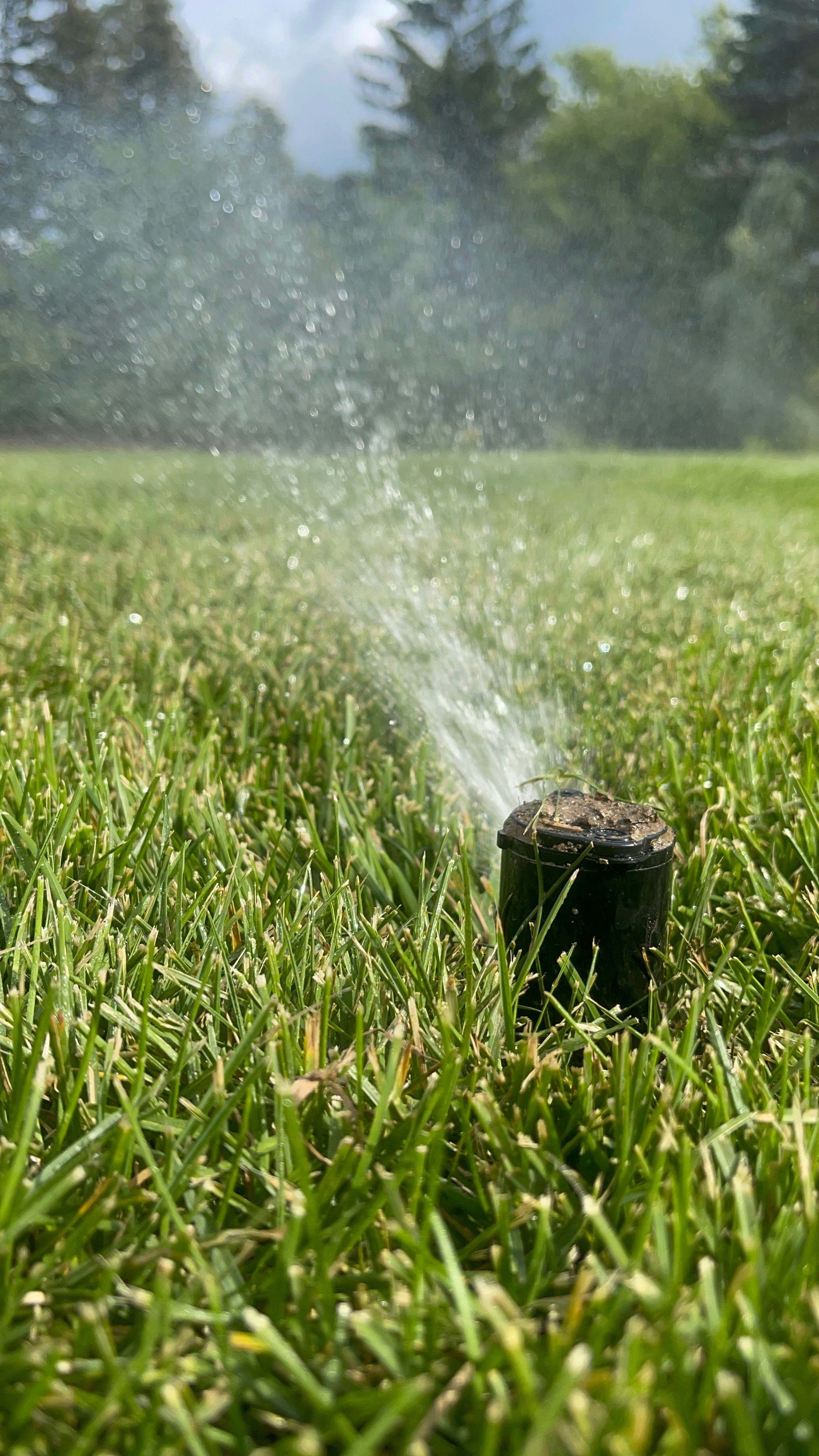 Rotating sprinkler head irrigating green lawn in bright outdoor setting