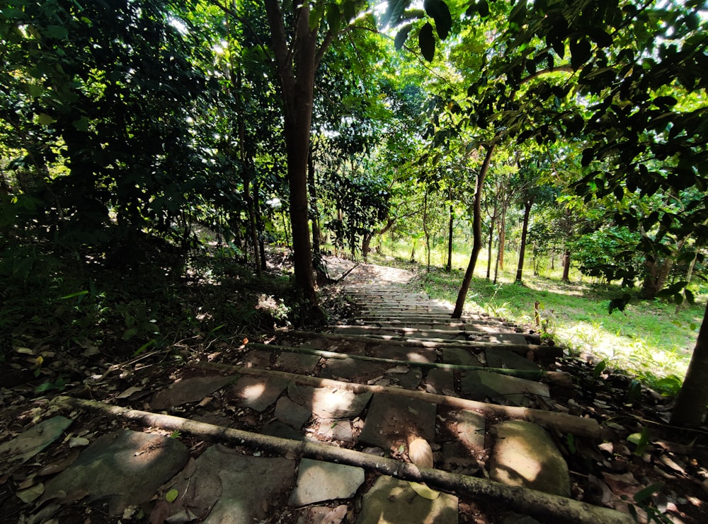 a stone path in the middle of a forest