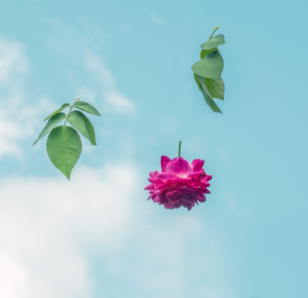 a pink flower with green leaves floating in the air