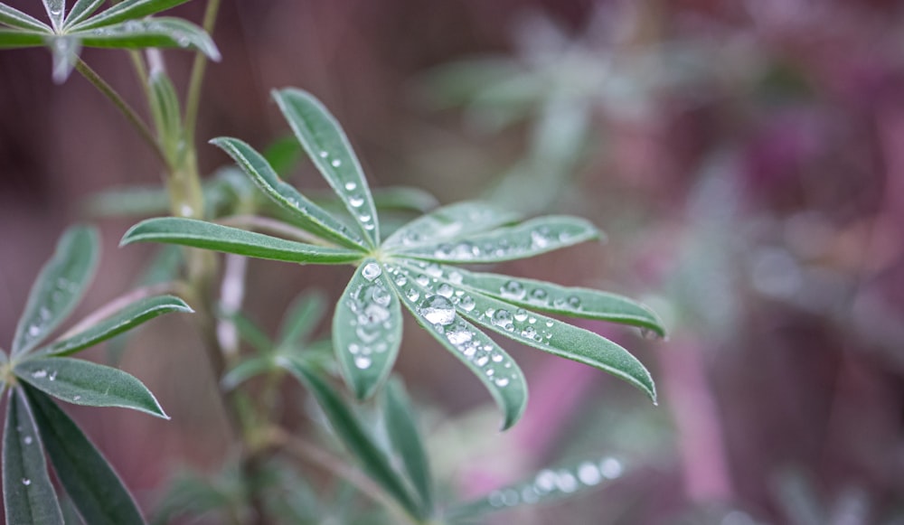 a close up of a plant with water droplets on it