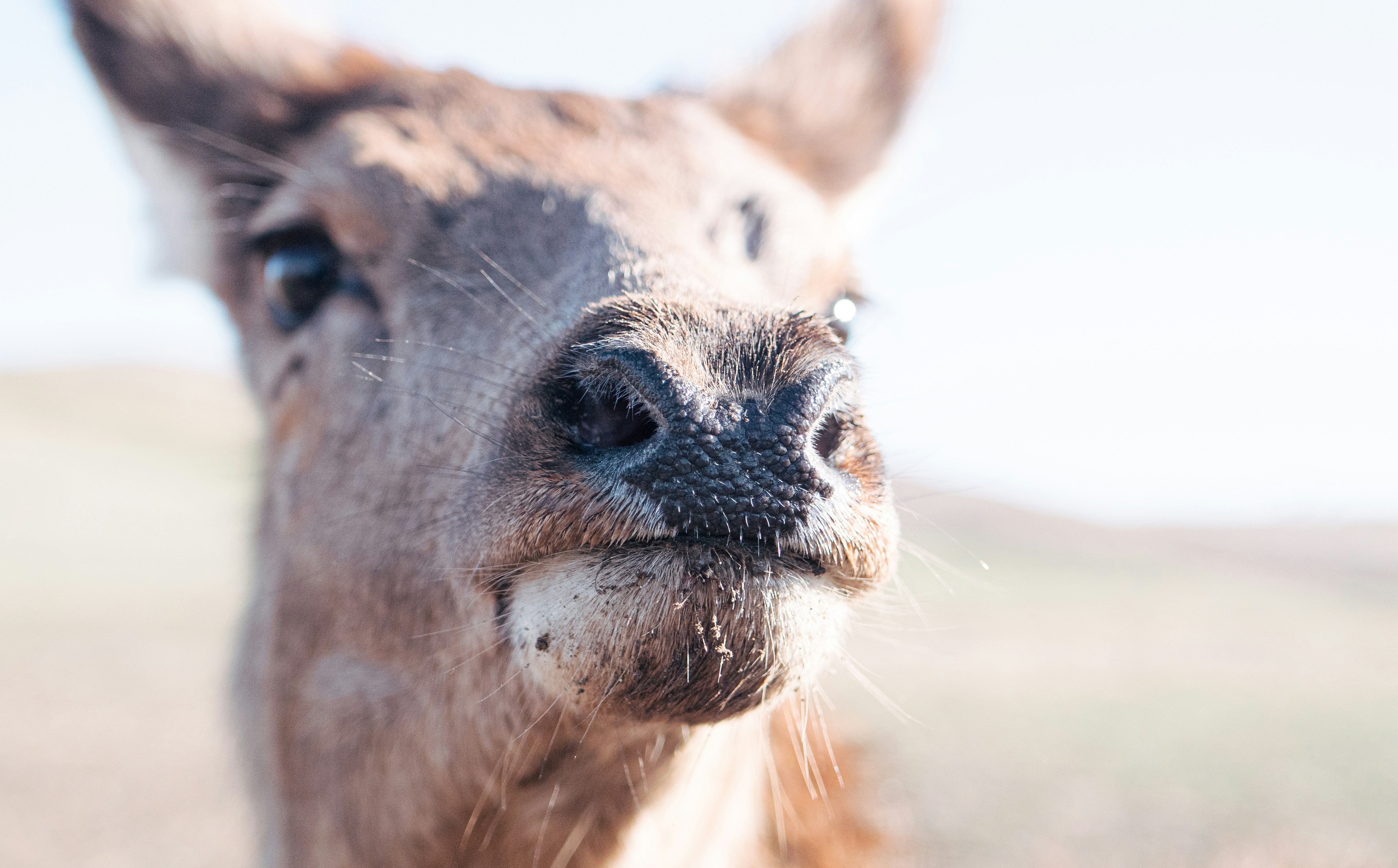 um close up do rosto de um cavalo com um fundo desfocado