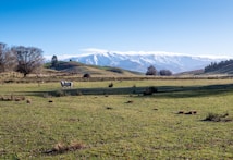 A serene agricultural landscape with vast open fields. A flock of sheep grazes peacefully on the green grass. Snow-capped mountains rise prominently in the background, and the sky is clear and blue. There are several leafless trees and some patches of shadow on the field, adding depth to the scene.