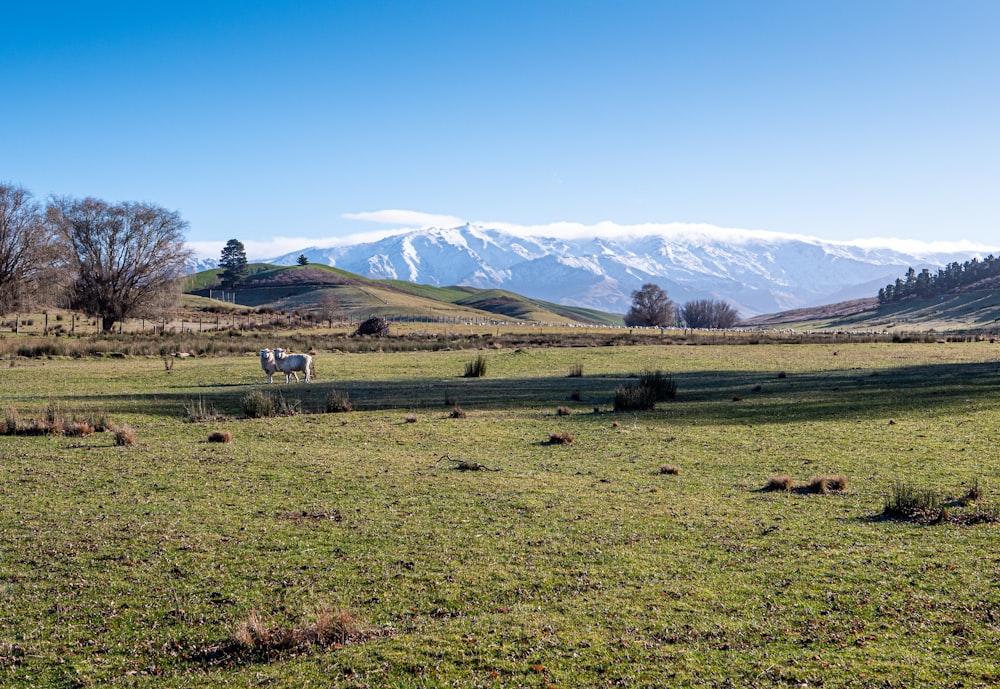 a horse standing in a field with mountains in the background