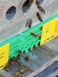 Understanding Crawl Hives: A Comprehensive Guide