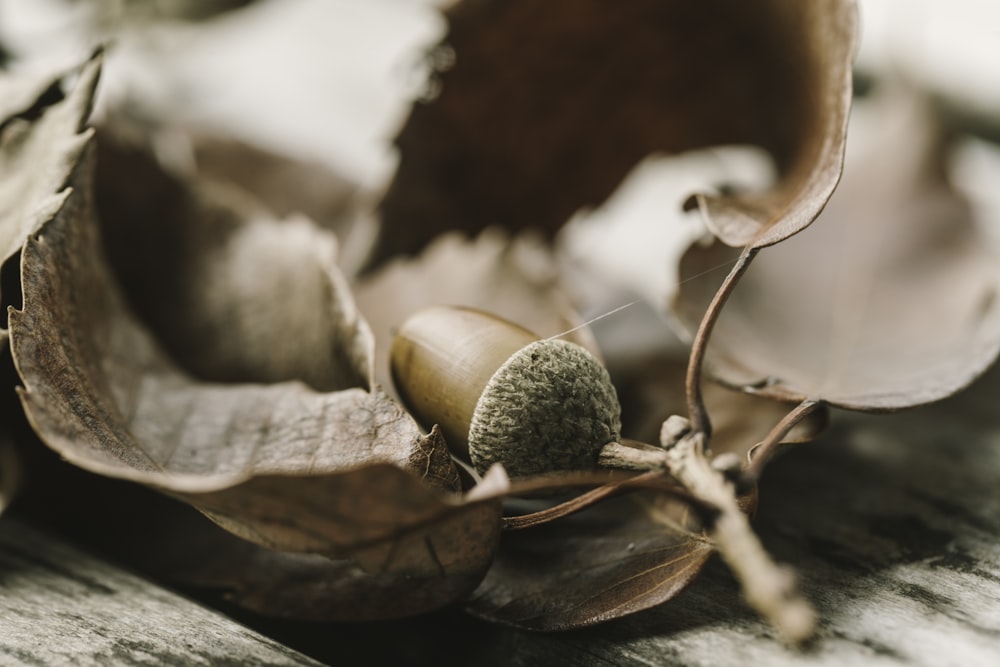 a close up of a leaf and acorn on a table