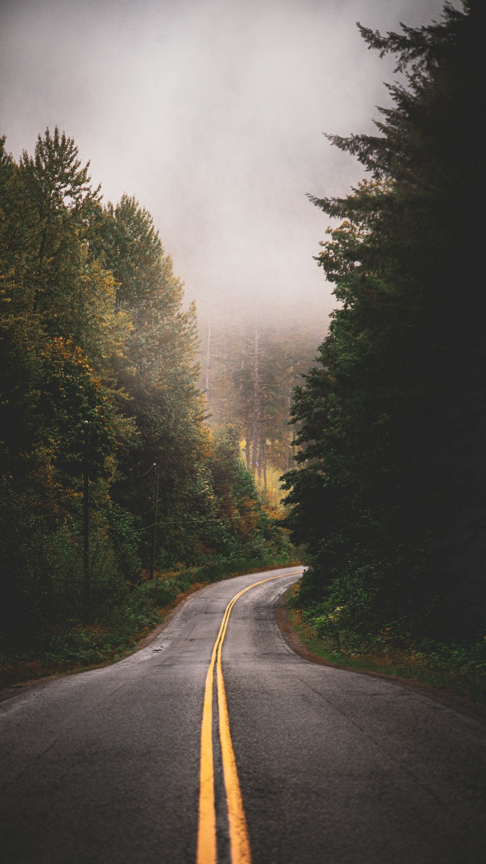 an empty road in the middle of a forest