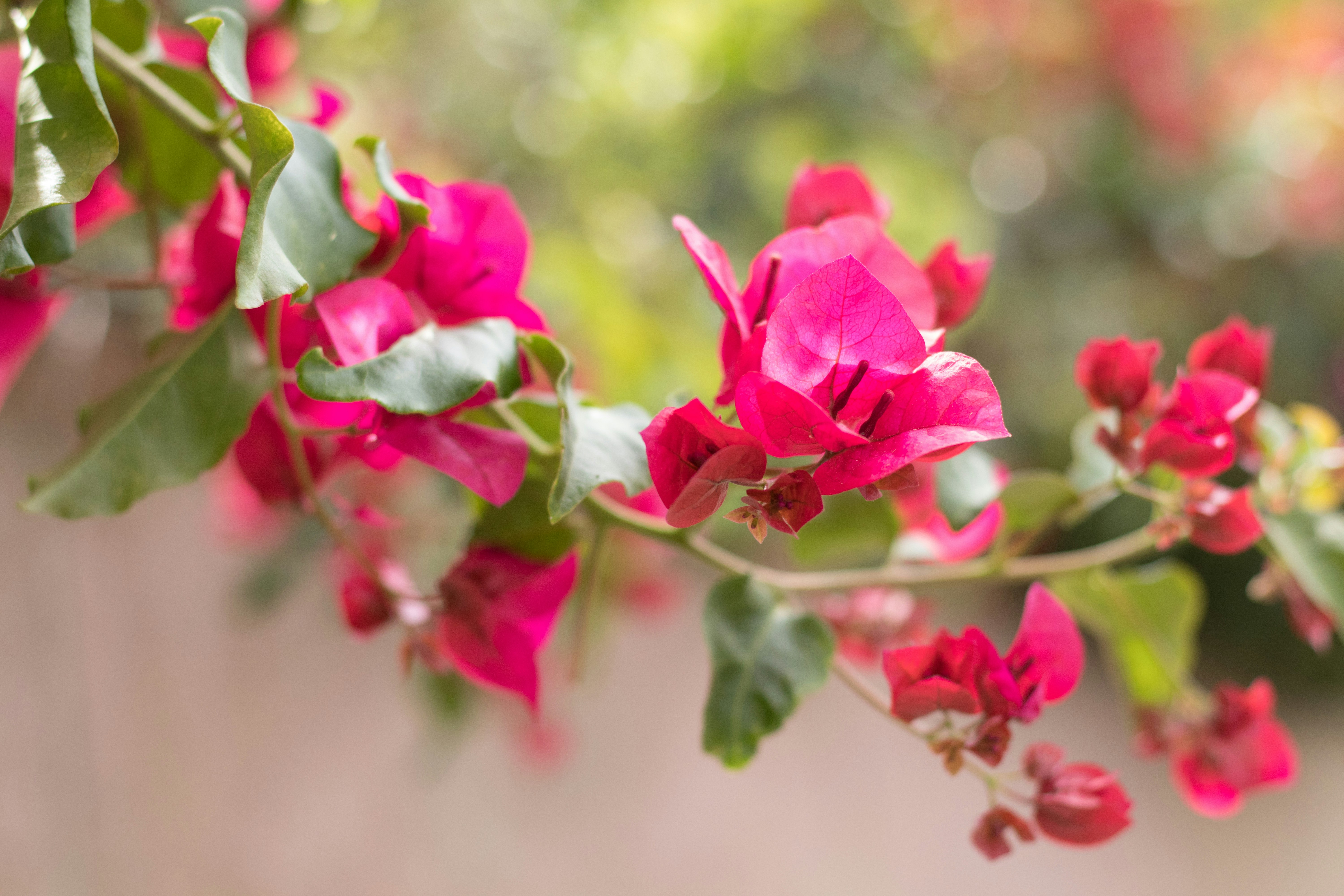 a branch of pink flowers with green leaves