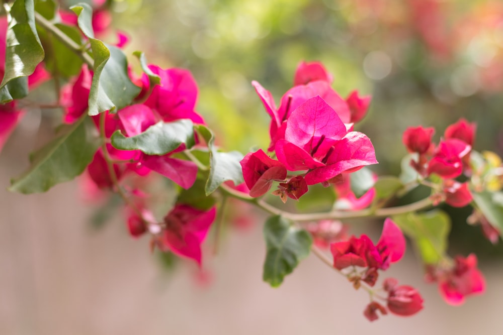 a branch of pink flowers with green leaves