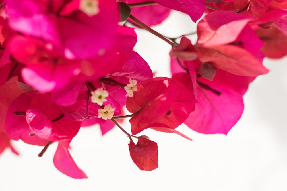 a close up of a bunch of pink flowers