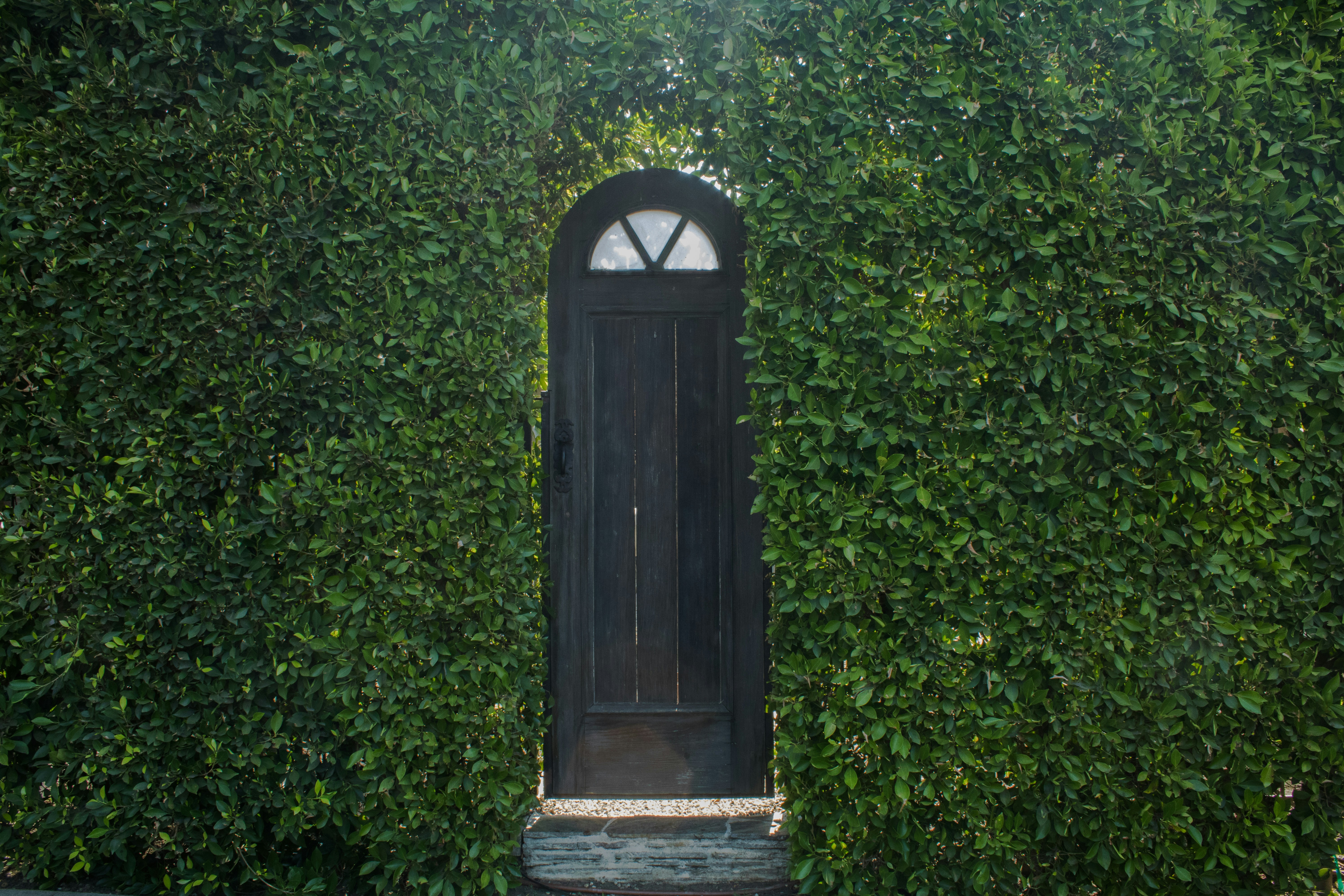 a black door is surrounded by a hedge