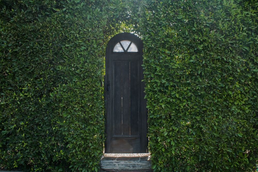 a black door is surrounded by a hedge