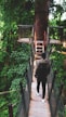 a man walking across a suspension bridge in a forest