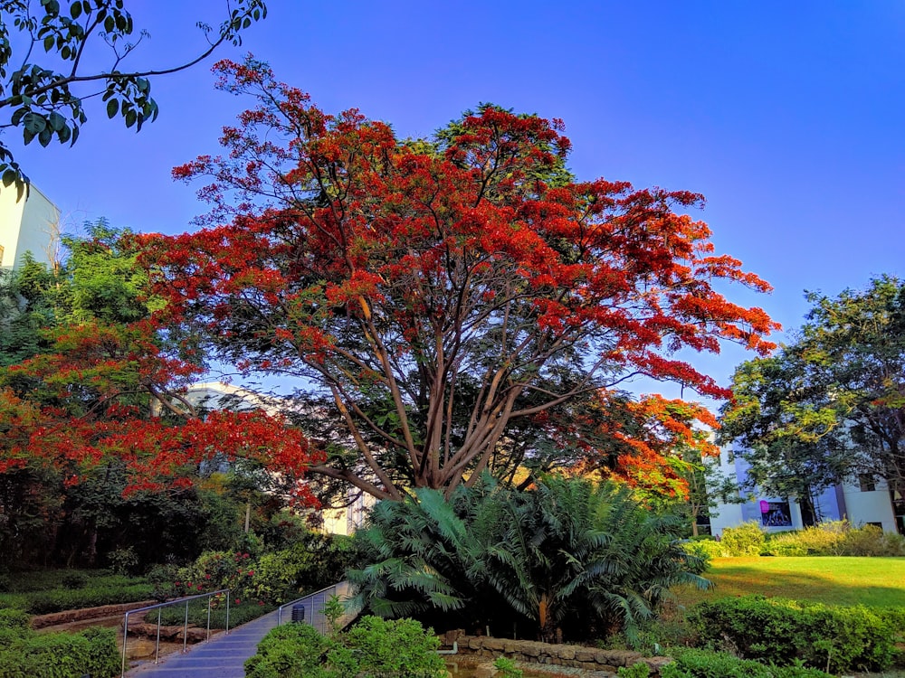 a tree with red leaves in a park