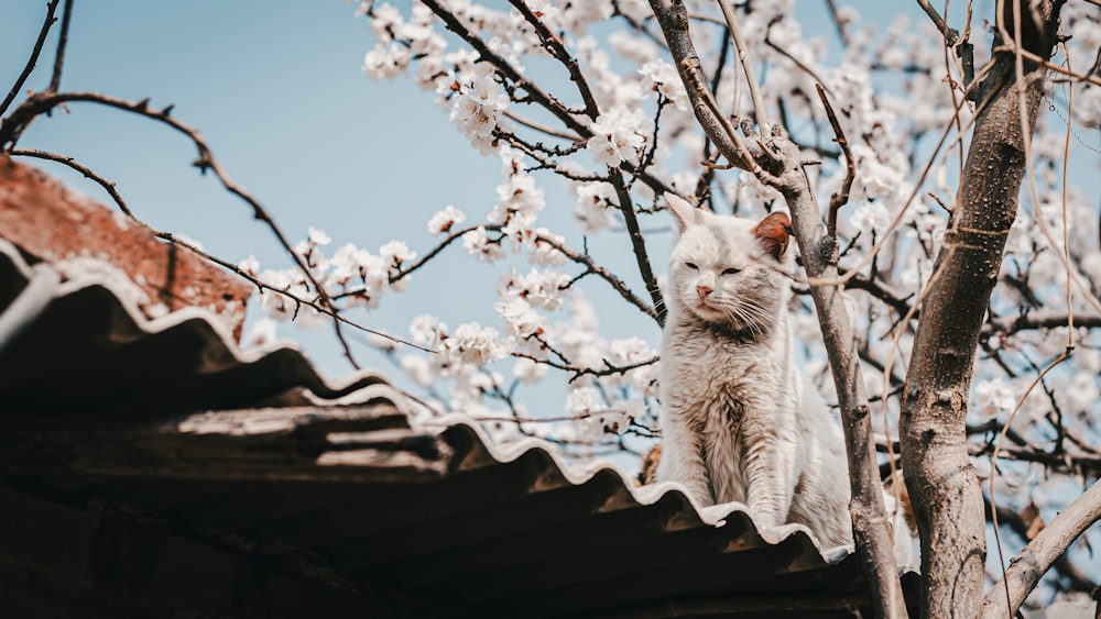 a cat sitting on top of a roof next to a tree