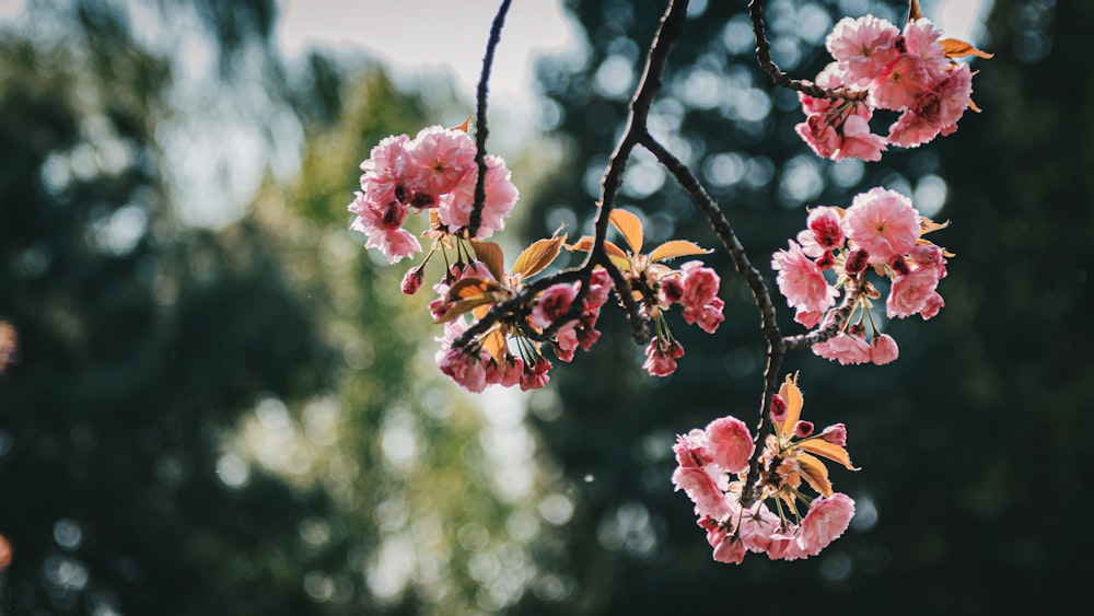 a branch of a tree with pink flowers