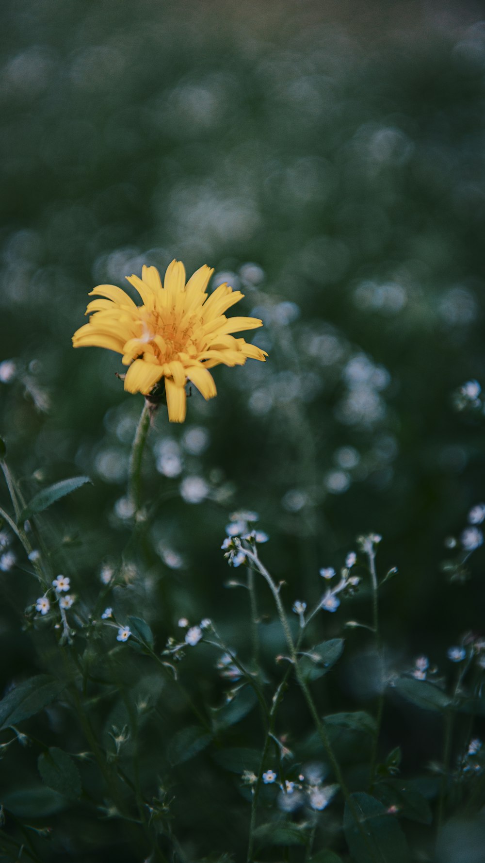 a single yellow flower in a field of flowers