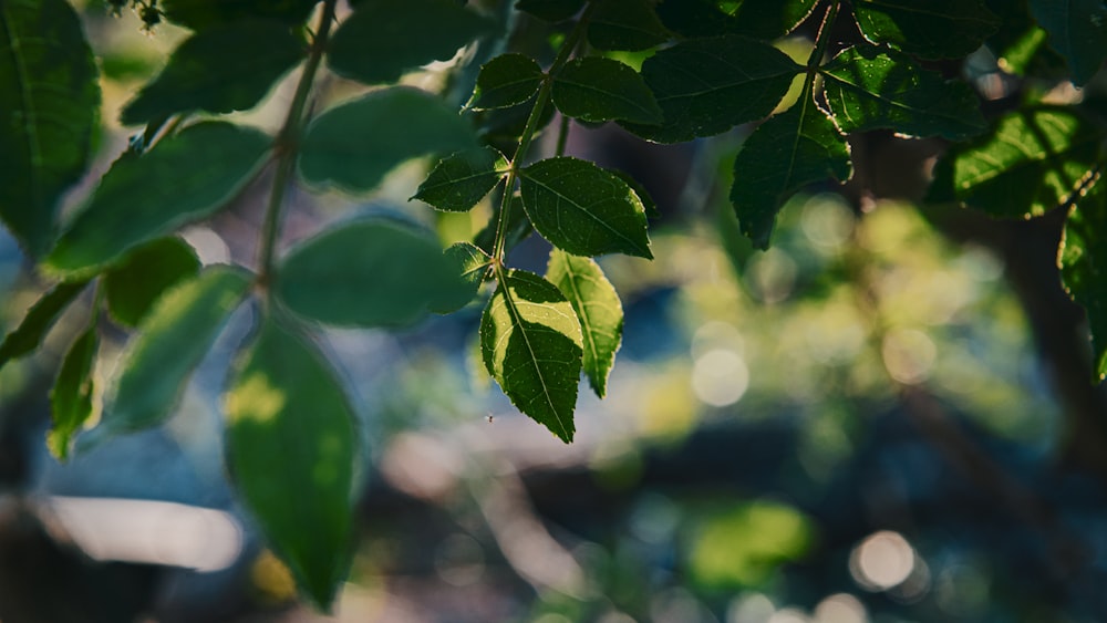 a close up of a green leafy tree