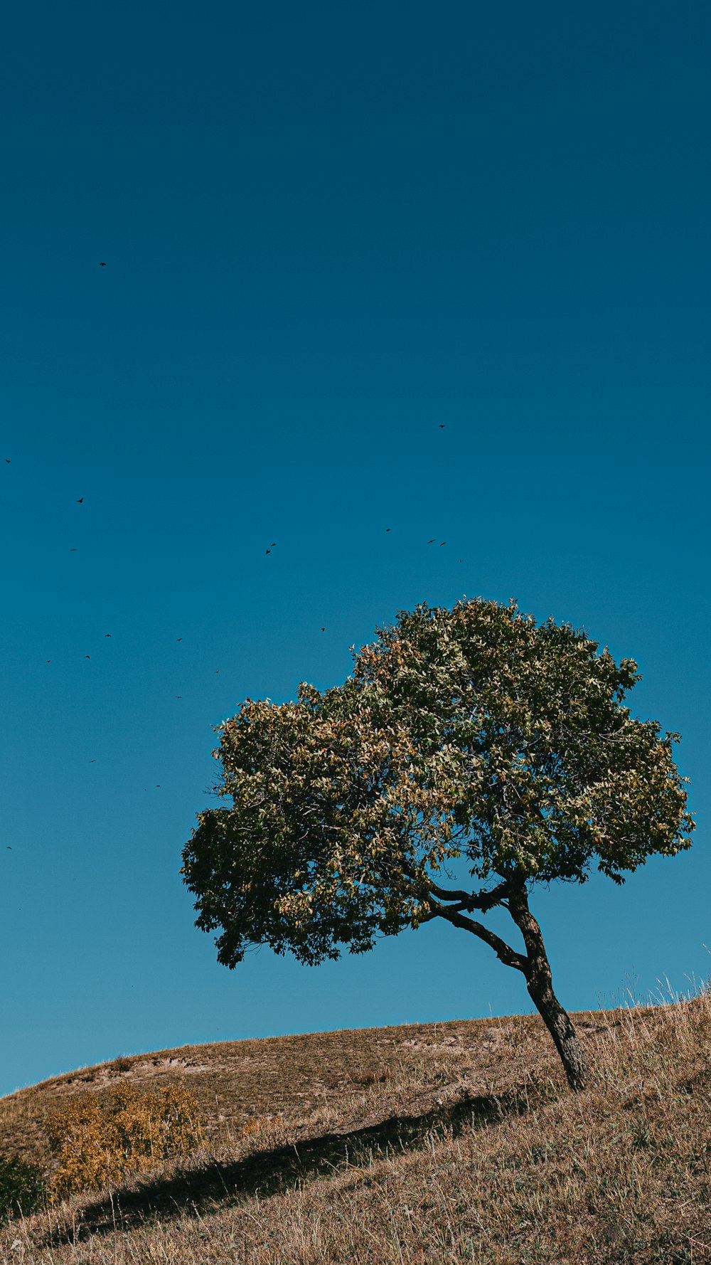 a lone tree on a grassy hill under a blue sky