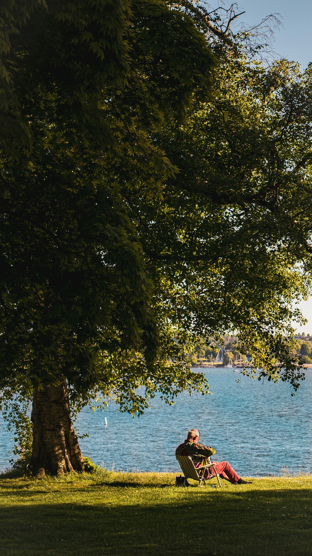 a man sitting under a tree next to a body of water