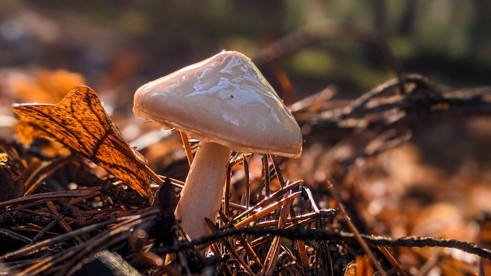 a close up of a mushroom on the ground