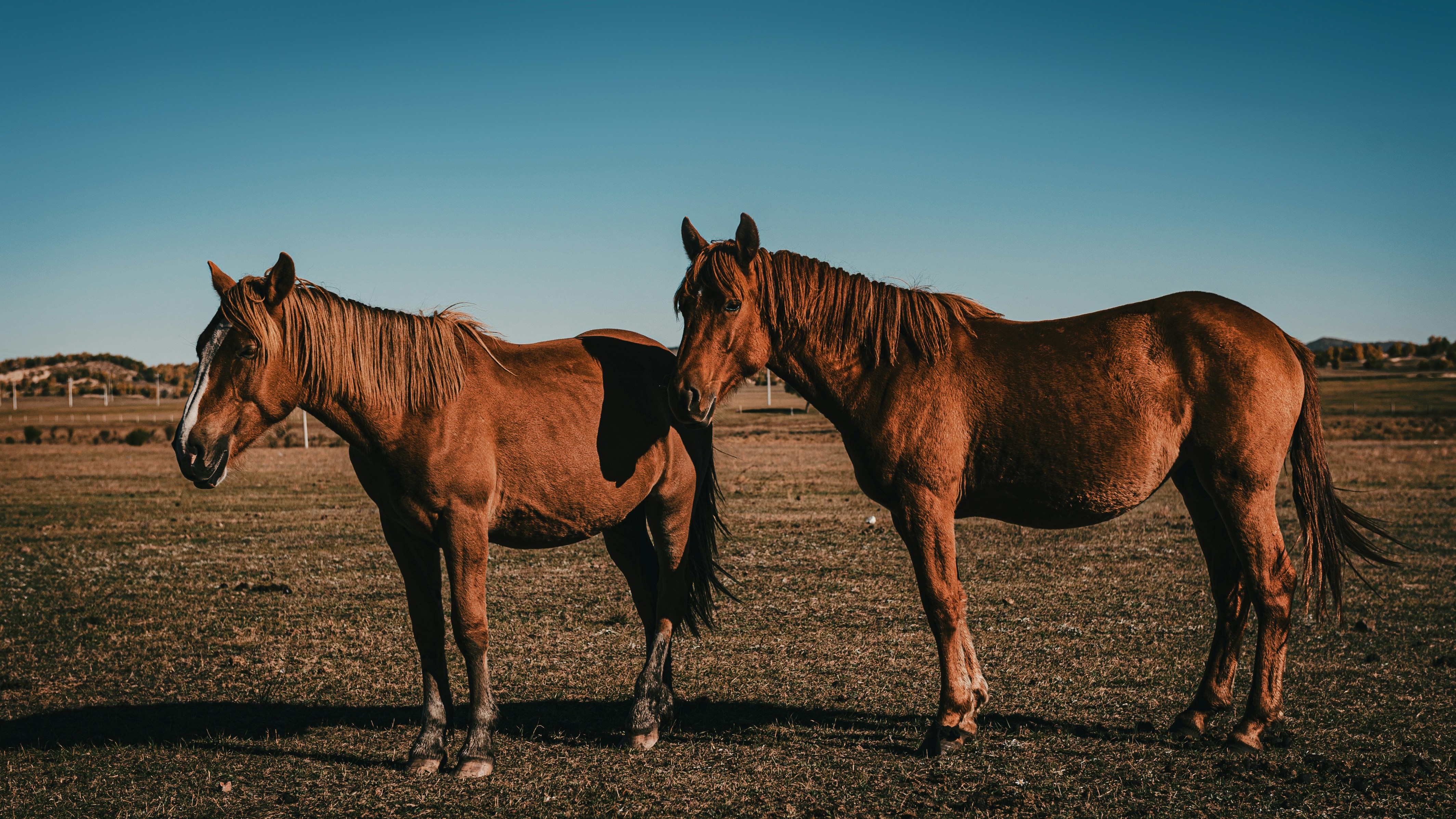 Horses on the grassland
